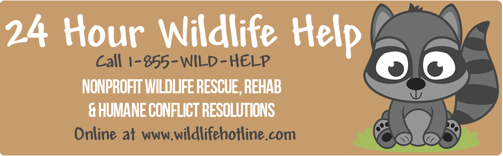 Wildlife-Hotline