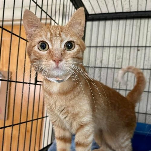 adoptable orange kitten image