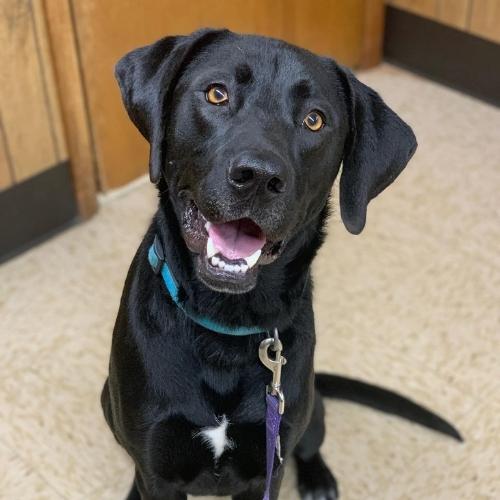 smiling adoptable black dog image
